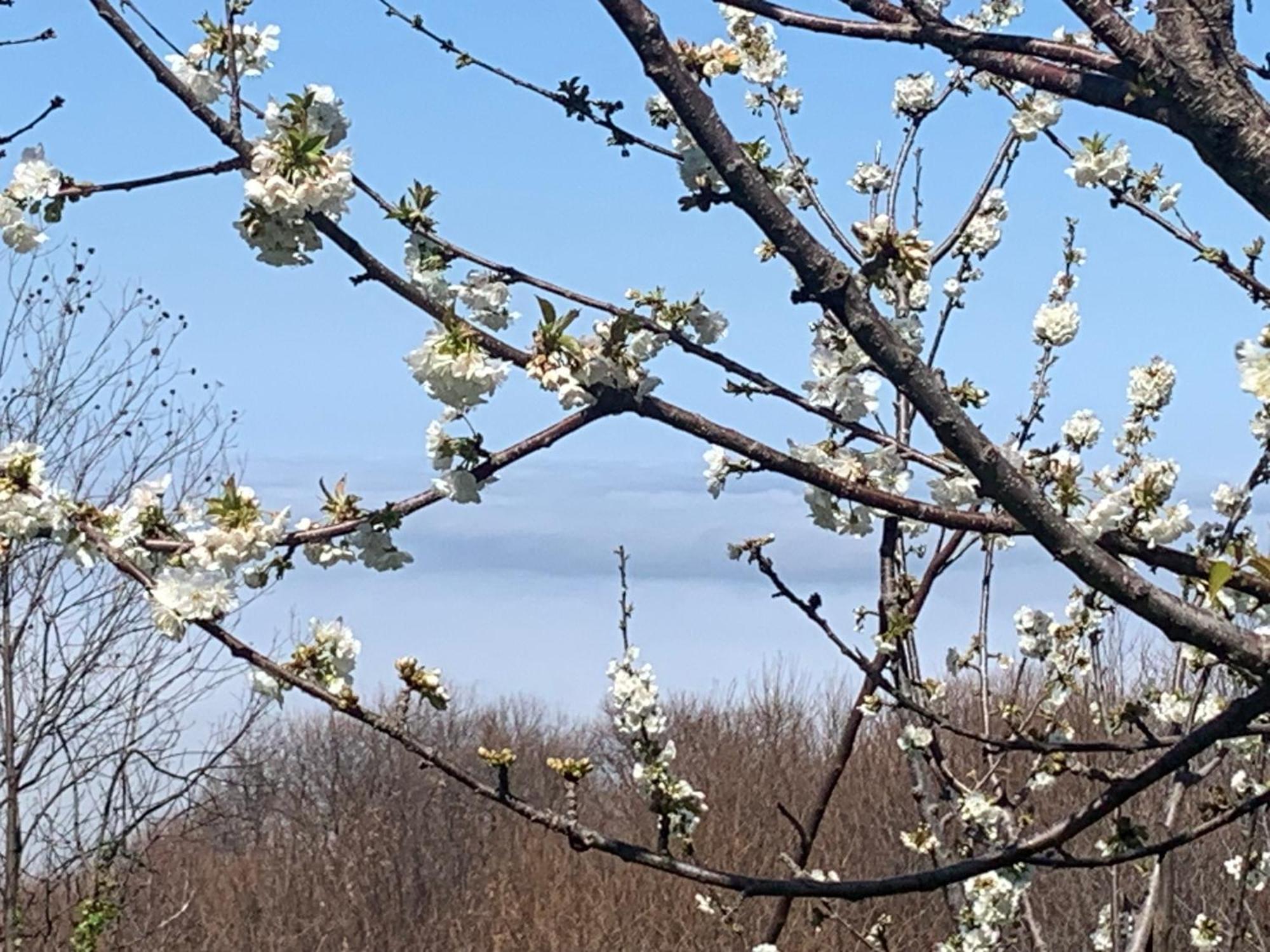 桑加拉达Pelion 7 Lives别墅 外观 照片